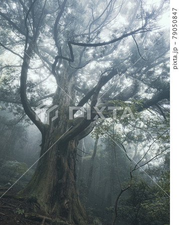 静岡県】伊豆の巨木 霧の中のしらぬたの大杉の写真素材 [79050847] - PIXTA