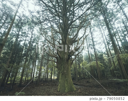 【静岡県】伊豆の巨木 霧の中のおばけ杉 79050852