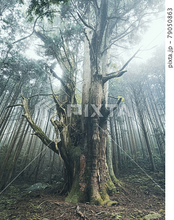 【静岡県】沼津の巨木 夕暮れ時の河内の大杉 【静岡県】沼津の巨木 夕暮れ時の河内の大杉 79050863
