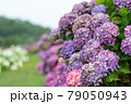 アジサイと雨(三重県　かざはやの里) 79050943