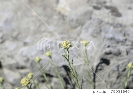 Italian everlasting flowers 79051646