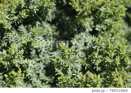 Juniper Green Carpet Juniper Green Carpet 79051660