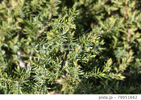 Juniper Green Carpet Juniper Green Carpet 79051662