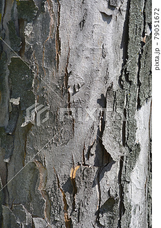 Silver maple Silver maple 79051672