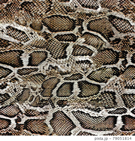 snake skin pattern - Stock Illustration [79051814] - PIXTA