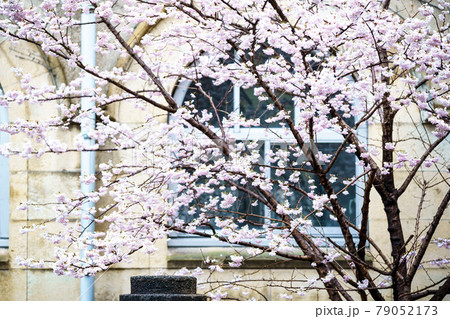 京都市下京区旧成徳中学校の春めき桜を撮影 京都市下京区旧成徳中学校の春めき桜を撮影 79052173
