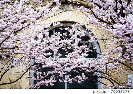京都市下京区旧成徳中学校の春めき桜を撮影 79052178