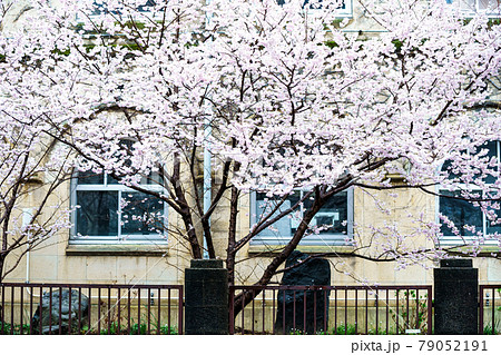 京都市下京区旧成徳中学校の春めき桜を撮影 京都市下京区旧成徳中学校の春めき桜を撮影 79052191