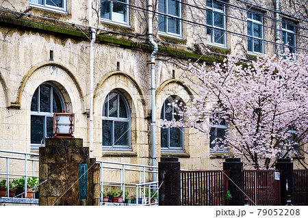 京都市下京区旧成徳中学校の春めき桜を撮影 京都市下京区旧成徳中学校の春めき桜を撮影 79052208