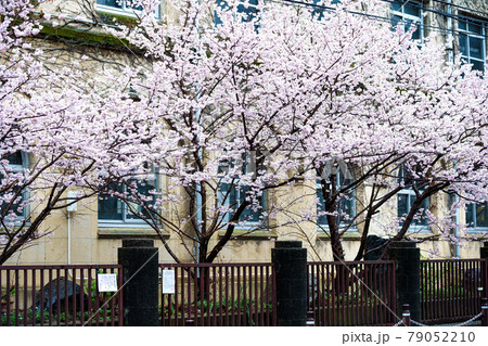 京都市下京区旧成徳中学校の春めき桜を撮影 京都市下京区旧成徳中学校の春めき桜を撮影 79052210
