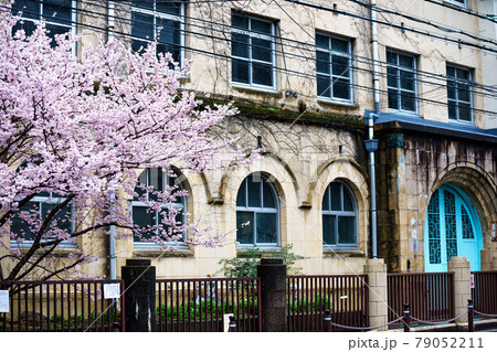 京都市下京区旧成徳中学校の春めき桜を撮影 京都市下京区旧成徳中学校の春めき桜を撮影 79052211