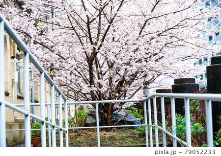 京都市下京区旧成徳中学校の春めき桜を撮影 京都市下京区旧成徳中学校の春めき桜を撮影 79052233
