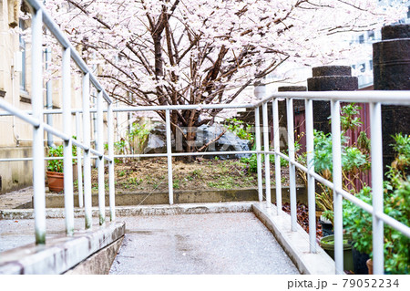 京都市下京区旧成徳中学校の春めき桜を撮影 79052234