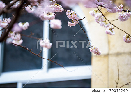 京都市下京区旧成徳中学校の春めき桜を撮影 京都市下京区旧成徳中学校の春めき桜を撮影 79052249