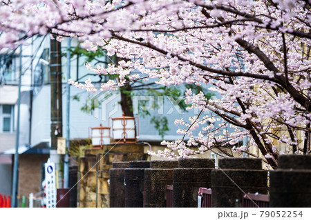京都市下京区旧成徳中学校の春めき桜を撮影 京都市下京区旧成徳中学校の春めき桜を撮影 79052254