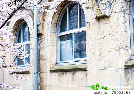 京都市下京区旧成徳中学校の春めき桜を撮影 京都市下京区旧成徳中学校の春めき桜を撮影 79052268