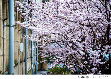京都市下京区旧成徳中学校の春めき桜を撮影 79052277