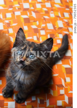 子猫 子猫 79052305