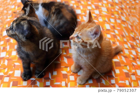 子猫 子猫 79052307