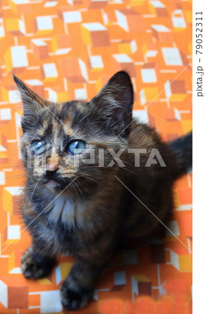 子猫 子猫 79052311