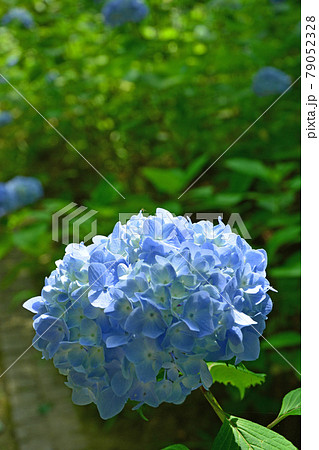 七つ洞公園の紫陽花 七つ洞公園の紫陽花 79052328