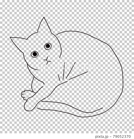 Line drawing illustration of a curled cat looking at the camera Line drawing illustration of a curled cat looking at the camera 79052370