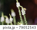 白い花と蜜蜂 79052543