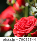 赤い小さな薔薇 79052544