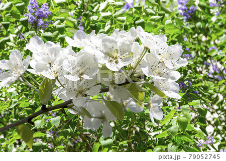 Blooming apple tree branch with large white flowers in spring time (spring background with white flowers Blooming apple tree branch with large white flowers in spring time (spring background with white flowers 79052745