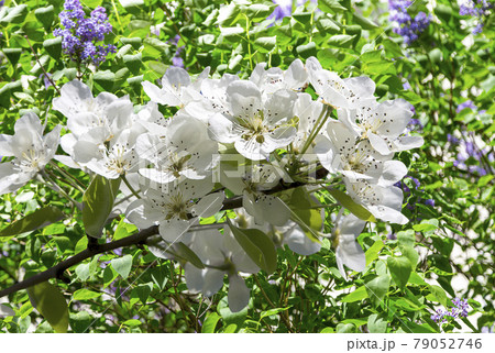 Blooming apple tree branch with large white flowers in spring time (spring background with white flowers Blooming apple tree branch with large white flowers in spring time (spring background with white flowers 79052746