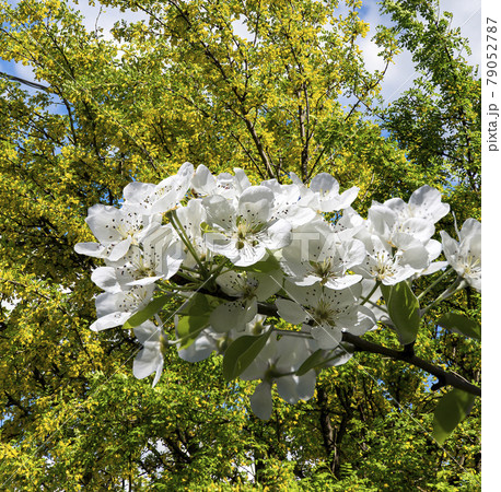 Blooming apple tree branch with large white flowers in spring time (spring background with white flowers 79052787