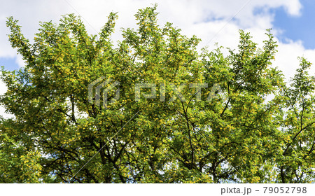 Yellow flowers of Acacia tree in sunny spring day Yellow flowers of Acacia tree in sunny spring day 79052798