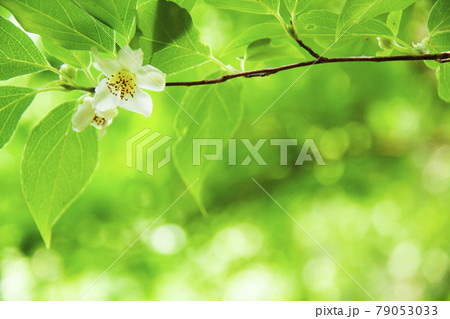ヒメシャラの花 ヒメシャラの花 79053033