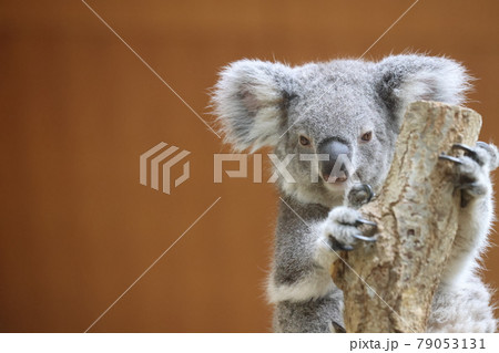 コアラ 79053131