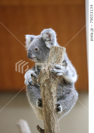 コアラ 79053134
