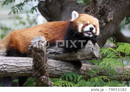 レッサーパンダ 79053182