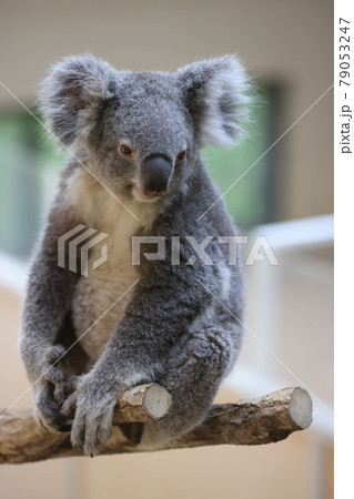 コアラ 79053247