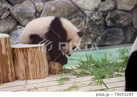 パンダの赤ちゃん 79053285