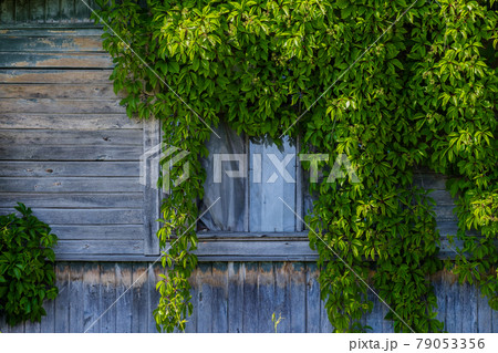 Wild grapes woe the facade of an old abandoned house Wild grapes woe the facade of an old abandoned house 79053356