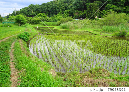 6月 町田339図師小野路歴史環境保全地域(里山景観) 6月 町田339図師小野路歴史環境保全地域(里山景観) 79053391