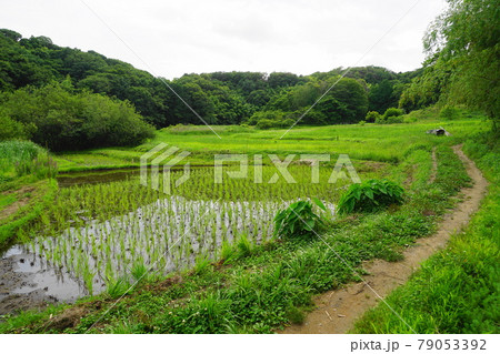 6月 町田338図師小野路歴史環境保全地域(里山景観) 6月 町田338図師小野路歴史環境保全地域(里山景観) 79053392