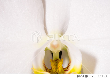 胡蝶蘭の花を拡大したイメージ 79053404