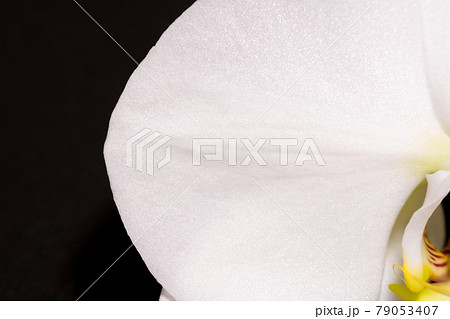 胡蝶蘭の花弁（左のペダル）を拡大したイメージ 79053407