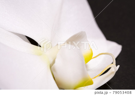 胡蝶蘭の花を拡大したイメージ 79053408