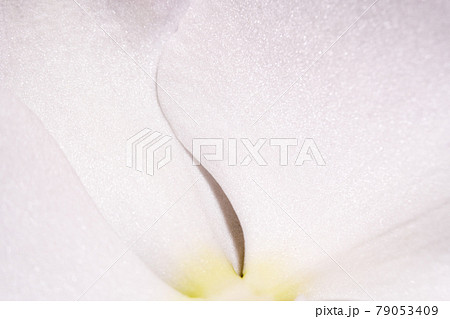胡蝶蘭の花を拡大したイメージ 胡蝶蘭の花を拡大したイメージ 79053409