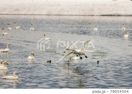 飛び立つ白鳥 79054504