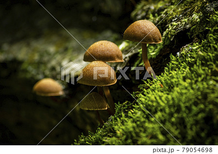 苔とキノコ 79054698