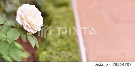 様々な種類のバラ(ロイヤルプリンセス1) 様々な種類のバラ(ロイヤルプリンセス1) 79054707