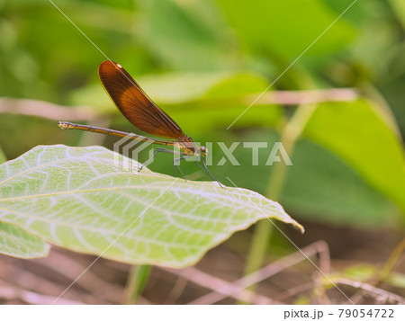 葉に止まるミヤマカワトンボのメス 79054722