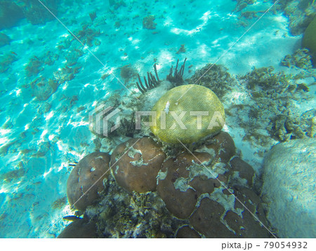 イシサンゴの仲間 イシサンゴの仲間 79054932